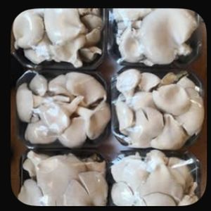 Woyester Mushroom